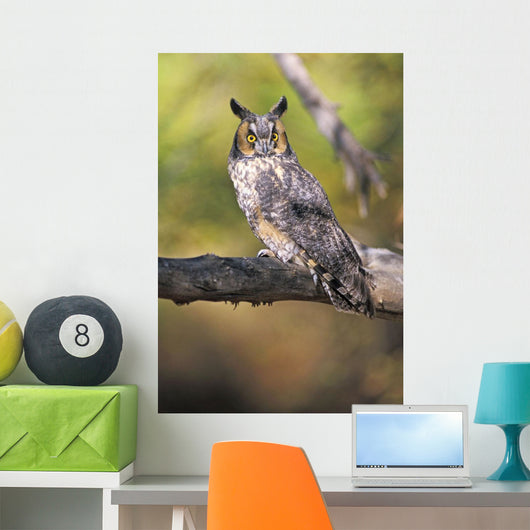Long Eared Owl On Branch Wall Mural
