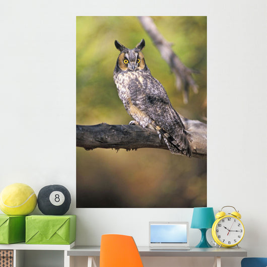 Long Eared Owl On Branch Wall Mural