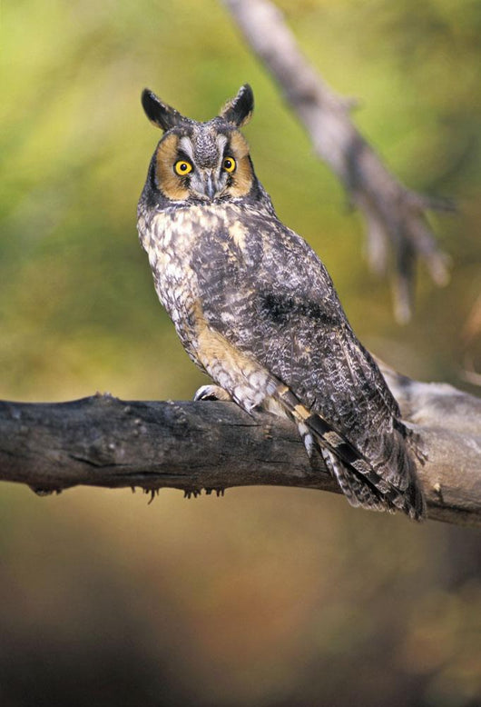 Long Eared Owl On Branch Wall Mural