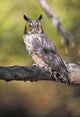 Long Eared Owl On Branch Wall Mural
