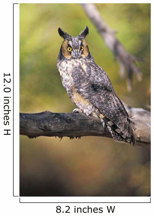 Long Eared Owl On Branch Wall Mural
