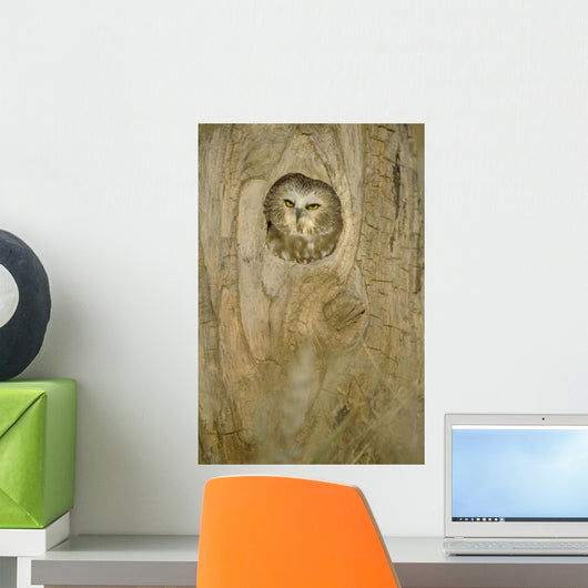 Saw Whet Owl In Hollow Tree Wall Mural