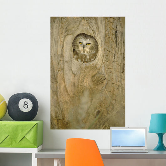 Saw Whet Owl In Hollow Tree Wall Mural