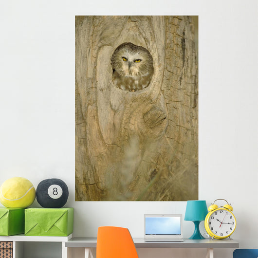 Saw Whet Owl In Hollow Tree Wall Mural