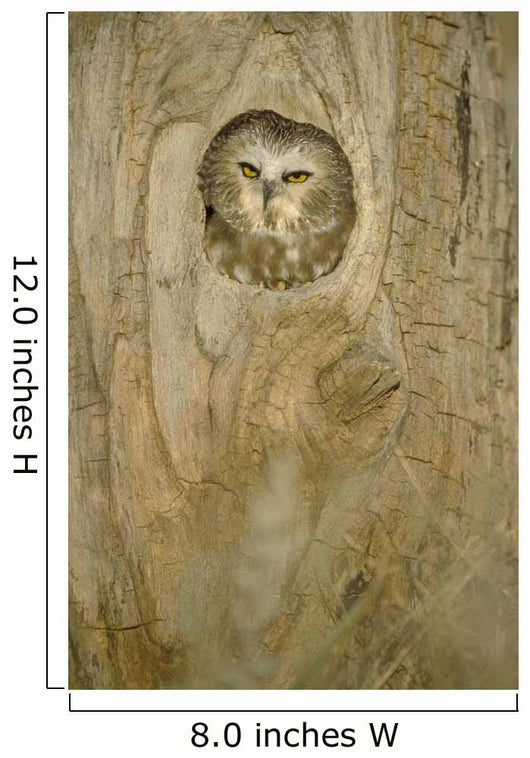 Saw Whet Owl In Hollow Tree Wall Mural