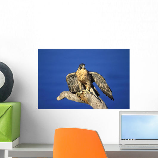 Peregrine Falcon On Perch Wall Mural