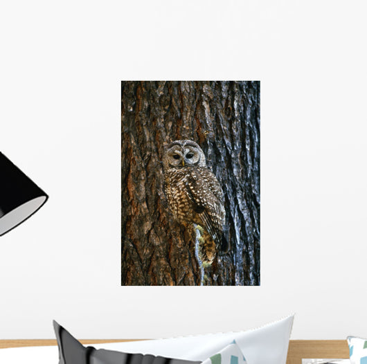 Mexican Spotted Owl Camouflaged Against Tree Bark Wall Mural