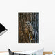 Mexican Spotted Owl Camouflaged Against Tree Bark Wall Mural