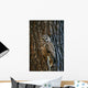 Mexican Spotted Owl Camouflaged Against Tree Bark Wall Mural