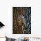 Mexican Spotted Owl Camouflaged Against Tree Bark Wall Mural