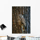 Mexican Spotted Owl Camouflaged Against Tree Bark Wall Mural