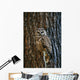 Mexican Spotted Owl Camouflaged Against Tree Bark Wall Mural