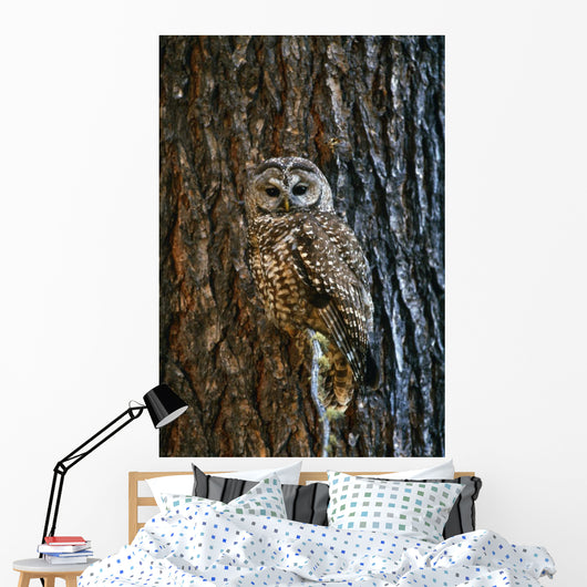 Mexican Spotted Owl Camouflaged Against Tree Bark Wall Mural