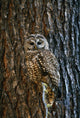 Mexican Spotted Owl Camouflaged Against Tree Bark Wall Mural