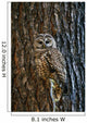 Mexican Spotted Owl Camouflaged Against Tree Bark Wall Mural