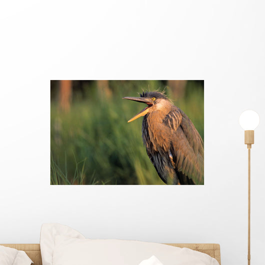 Fledgling Great Blue Heron Wall Mural