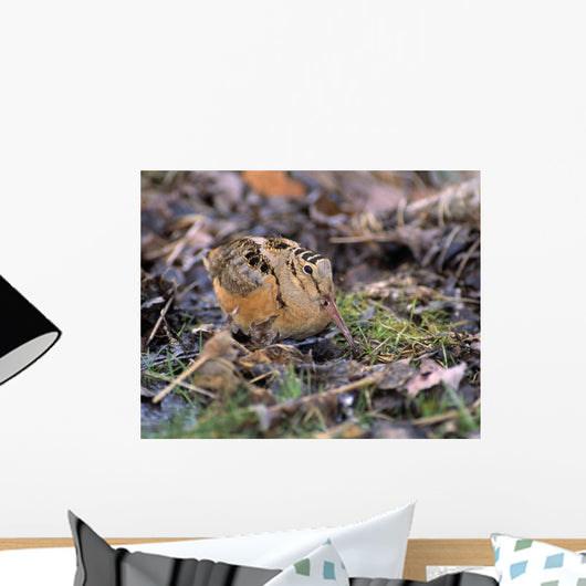 American Woodcock Bird Wall Mural