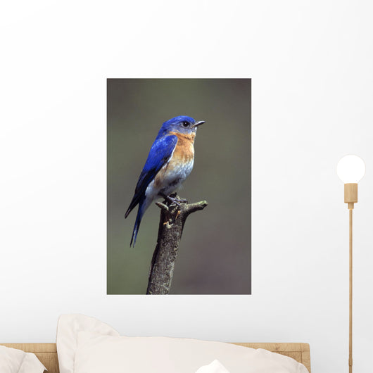 Eastern Bluebird Wall Mural