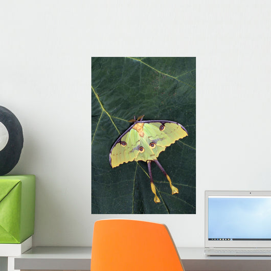 Closeup Of Unique Butterfly Wall Mural