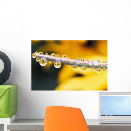 Yellow Flowers Reflected In Dew Drops Wall Mural