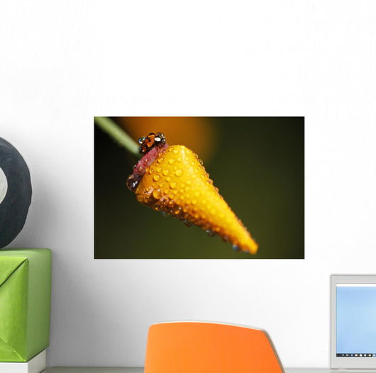 Lady Bug On Flower With Dew Drops Wall Mural