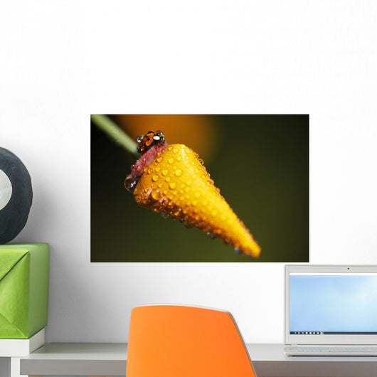 Lady Bug On Flower With Dew Drops Wall Mural