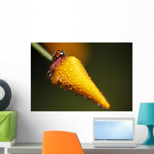 Lady Bug On Flower With Dew Drops Wall Mural