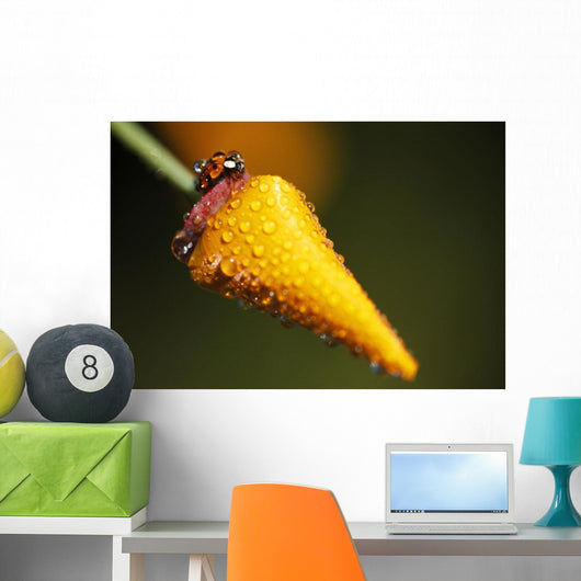 Lady Bug On Flower With Dew Drops Wall Mural