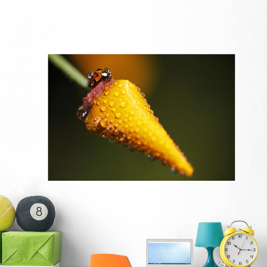 Lady Bug On Flower With Dew Drops Wall Mural