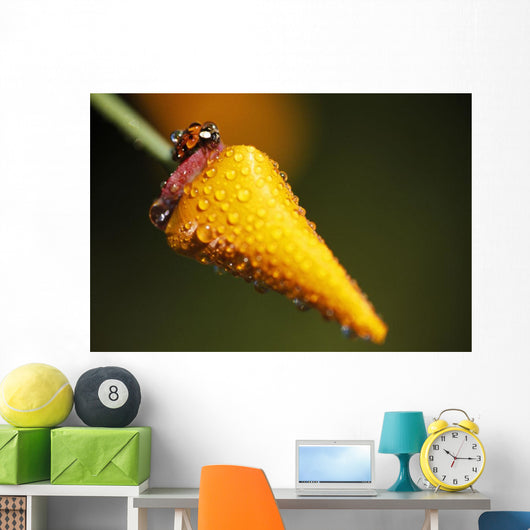 Lady Bug On Flower With Dew Drops Wall Mural