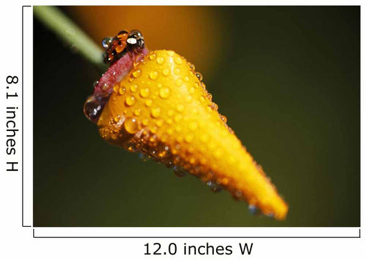Lady Bug On Flower With Dew Drops Wall Mural
