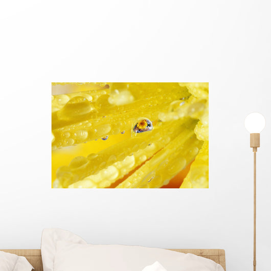 Yellow Flowers Reflected In Dew Drop Wall Mural