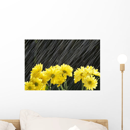 Raining On Yellow Daisies Wall Mural