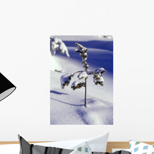 Heavy Snow On Young Pine Tree Wall Mural