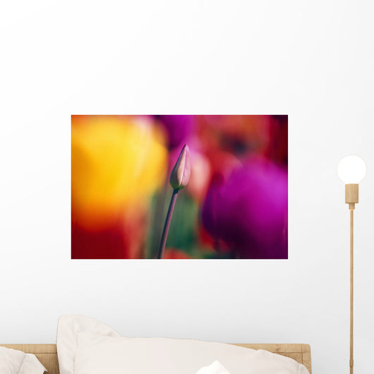 Selective Focus Tulip Flower Field Wall Mural