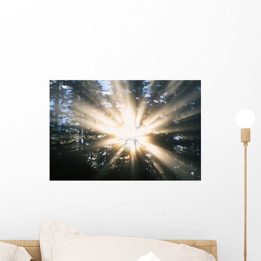 Sunrays Through A Forest Wall Mural