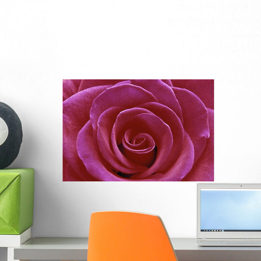 Rose Blossom Wall Mural