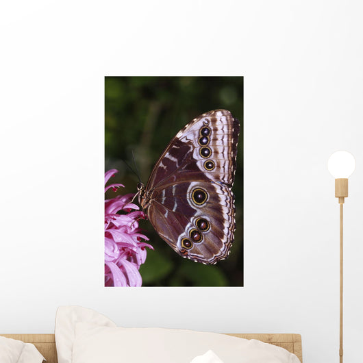 Blue Morpho Butterfly On Flower Wall Mural