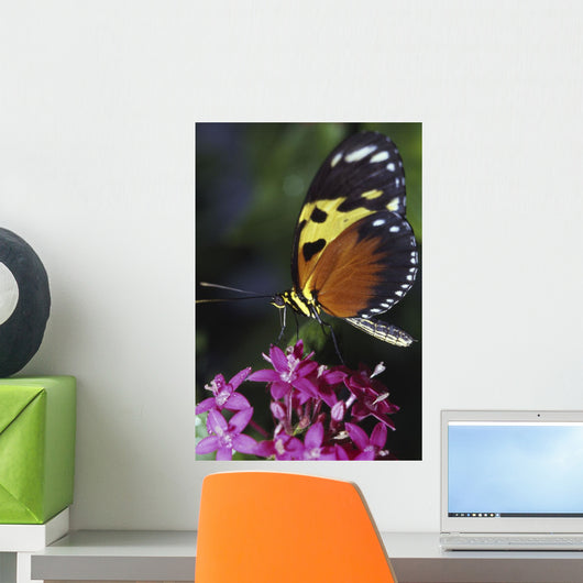 Tiger Longwing Butterfly Wall Mural