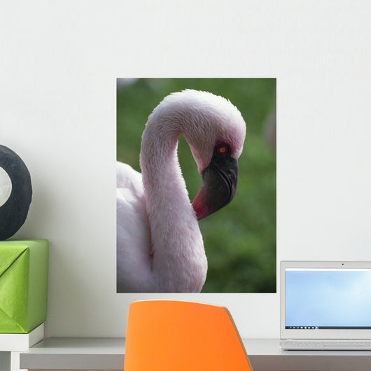 Lesser Flamingo Wall Mural