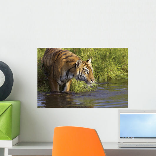 Tiger Standing In Water Wall Mural