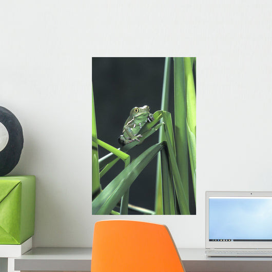 Painted Monkey Frog In Reeds Wall Mural