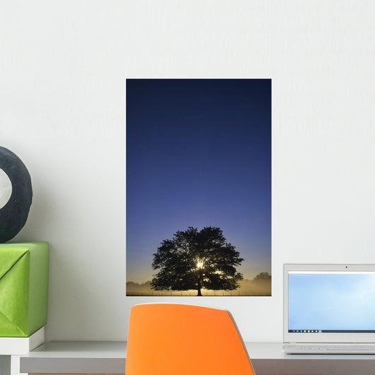 Oak Tree With Starburst Coming Through Wall Mural