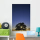 Oak Tree With Starburst Coming Through Wall Mural