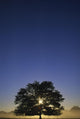Oak Tree With Starburst Coming Through Wall Mural