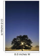 Oak Tree With Starburst Coming Through Wall Mural