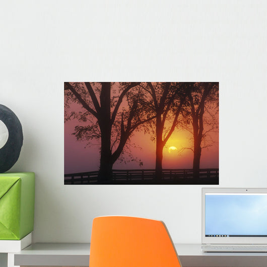 Trees In The Sunrise Wall Mural
