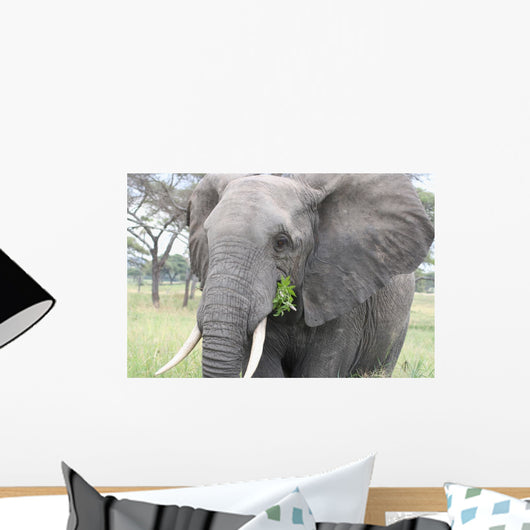 Elephant Tarangire Wall Mural