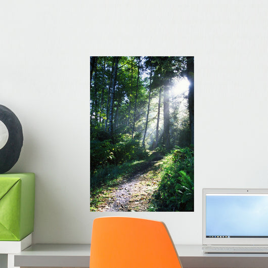 Sunlight Through Trees, Ecola State Park, Oregon, Usa Wall Mural