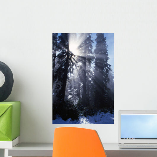 Sunbeams Through Pine Trees Wall Mural